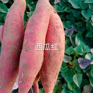 河北省邢台市威县固献乡白果树村