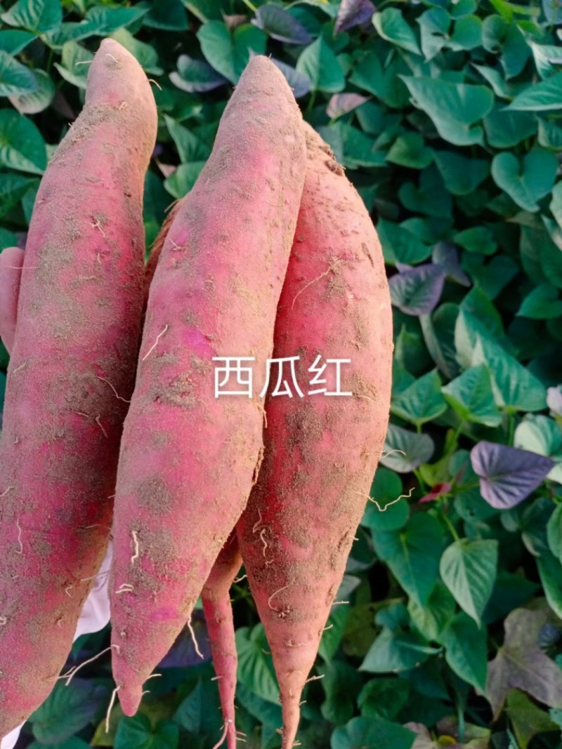 河北省邢台市威县固献乡白果树村