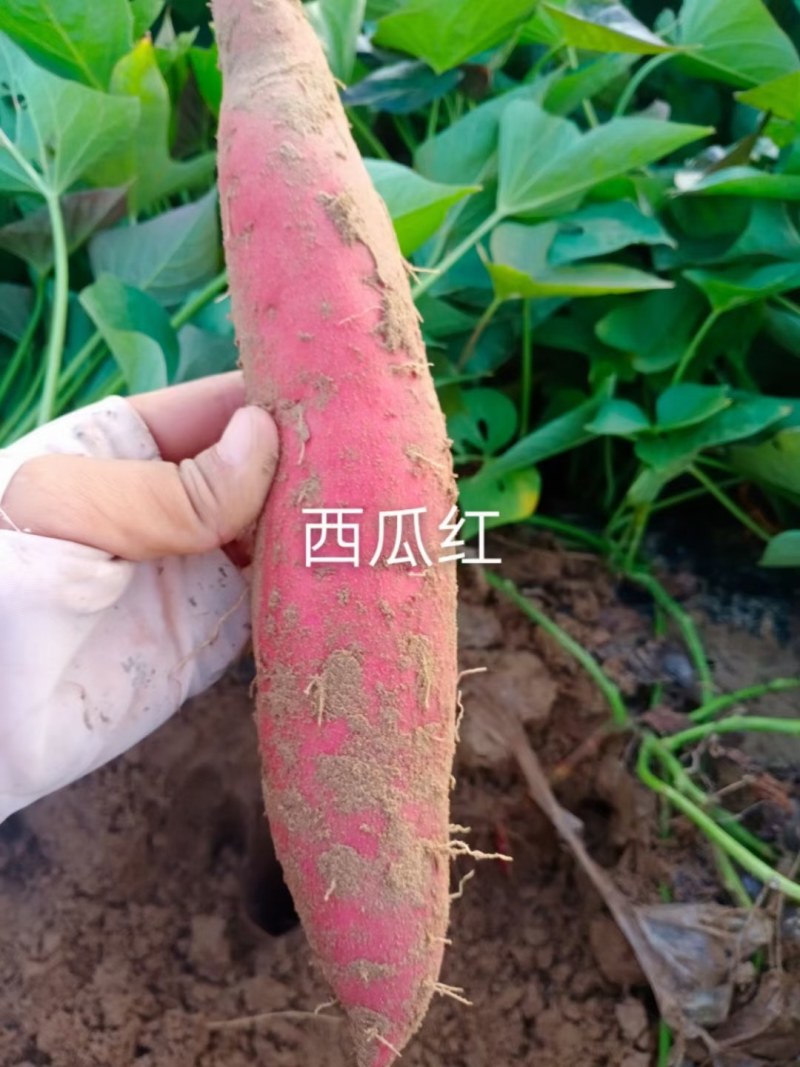 河北省邢台市威县固献乡白果树村