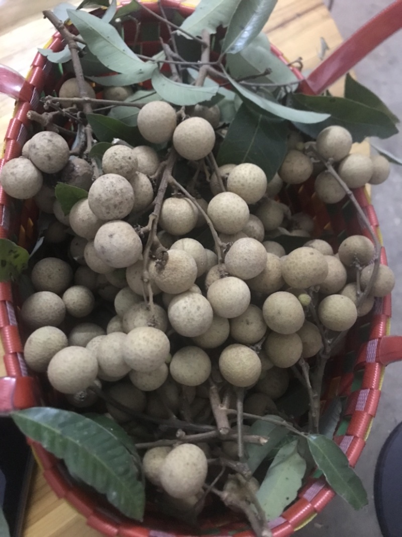广西崇左扶绥正宗干包石夹龙眼