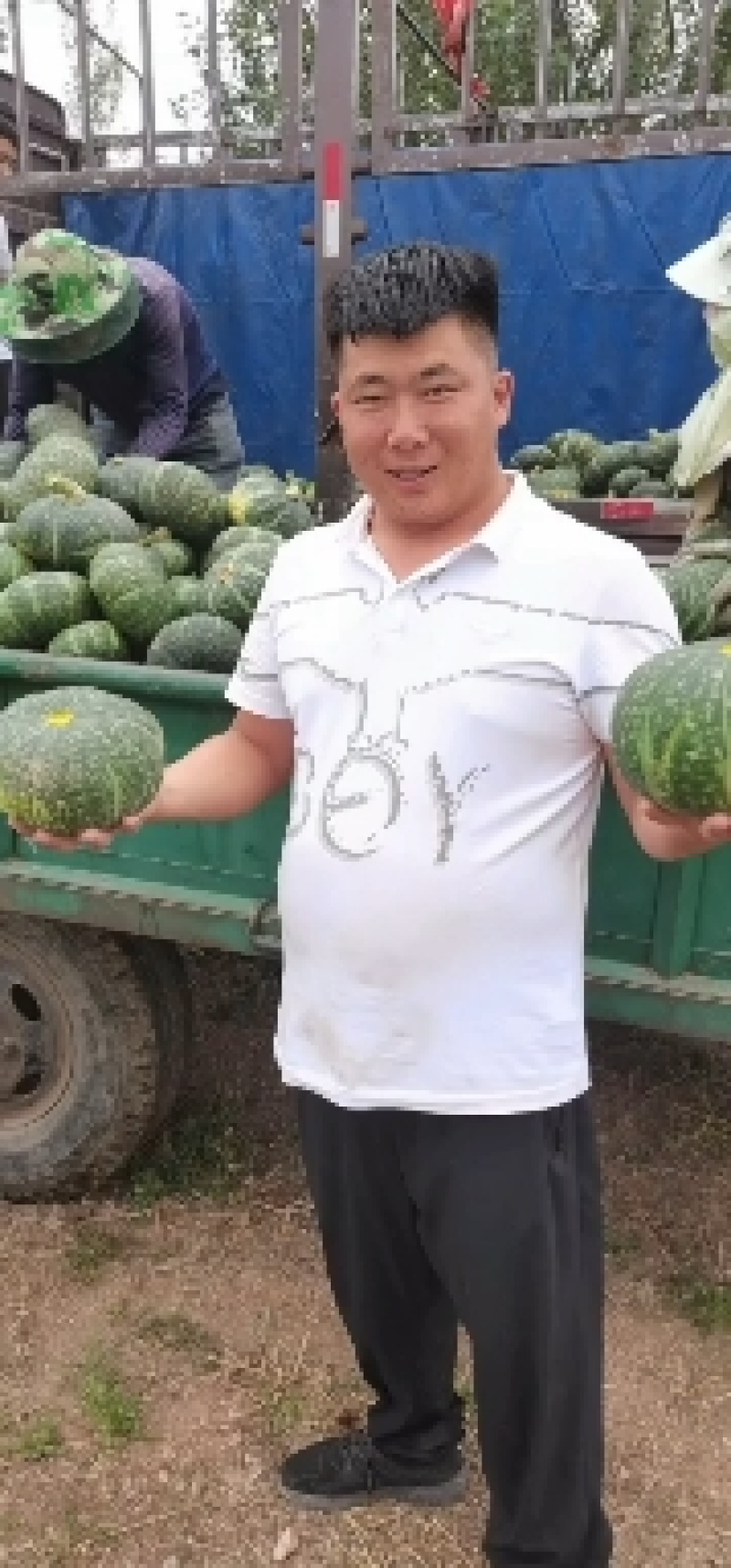 内蒙板栗南瓜大量有货