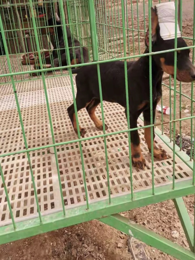 杜宾犬幼犬德系杜宾短毛护卫犬对主人忠诚