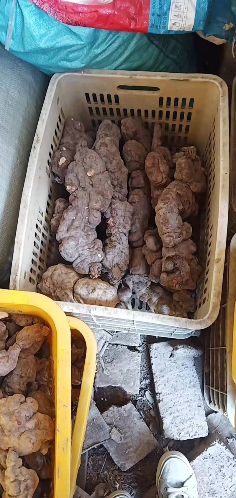 何首乌大量批发需要的联系我