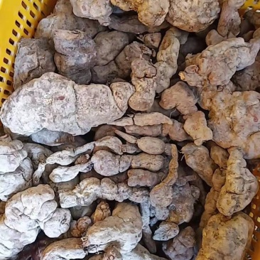 何首乌大量批发需要的联系我