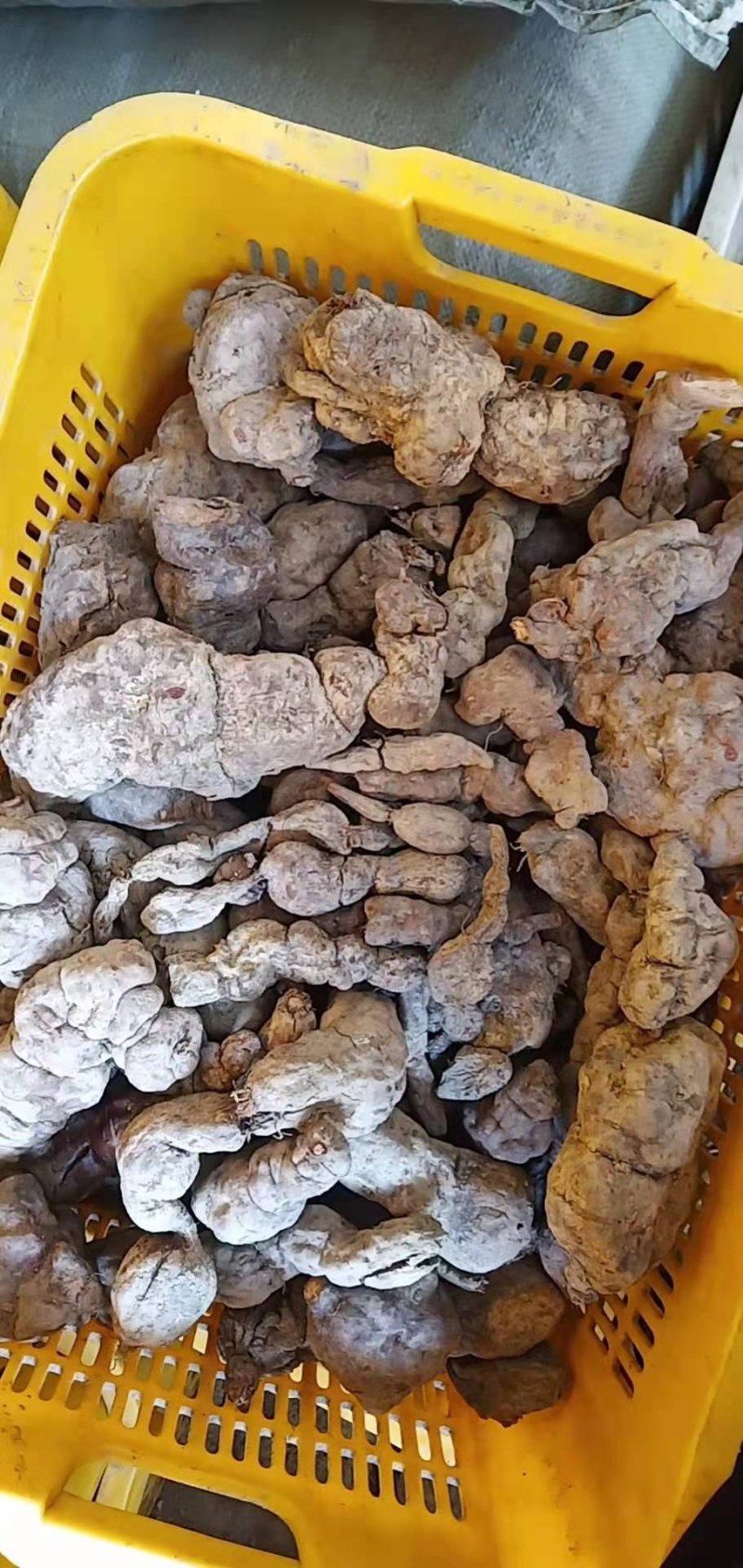 何首乌大量批发需要的联系我