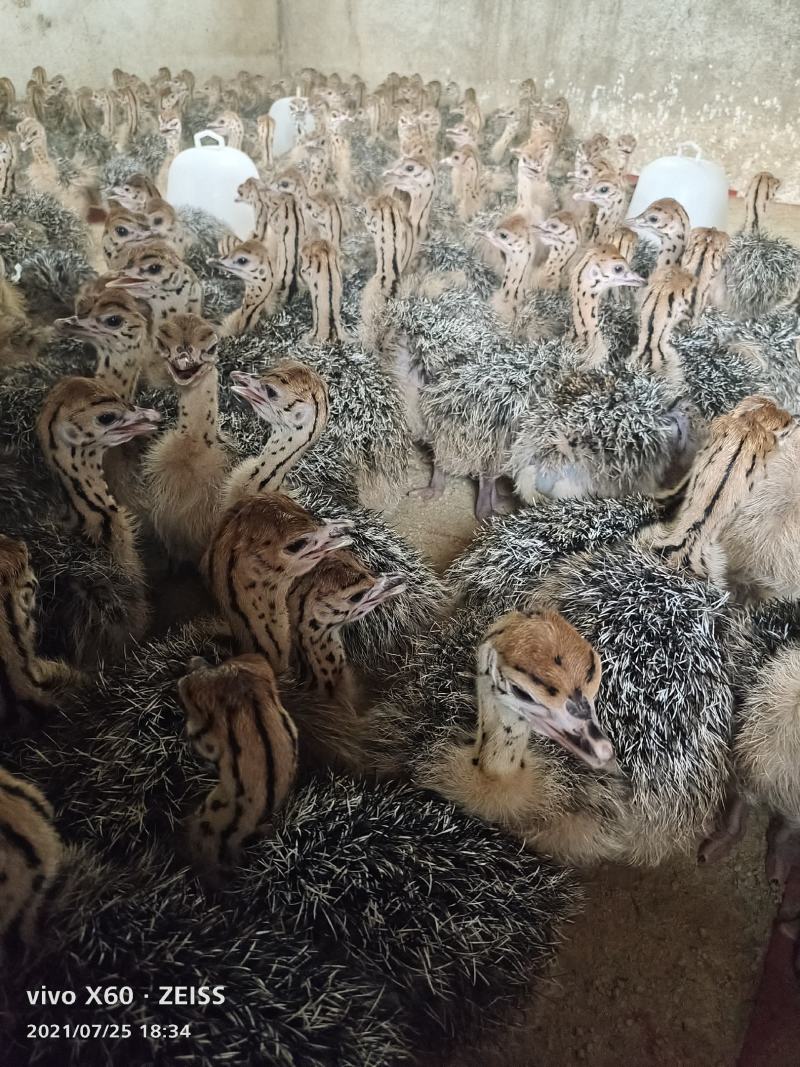 鸵鸟苗一对包邮，鸵鸟苗价格一个月到三个月的鸵鸟