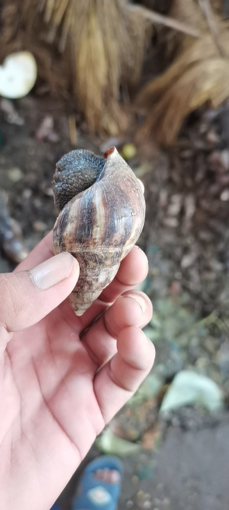 非洲蜗牛
