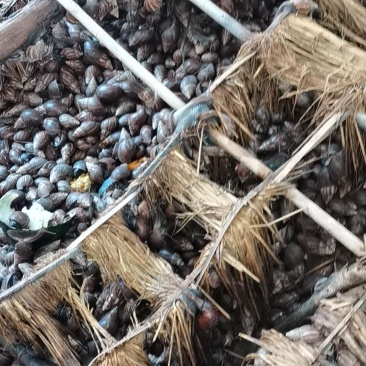 非洲蜗牛