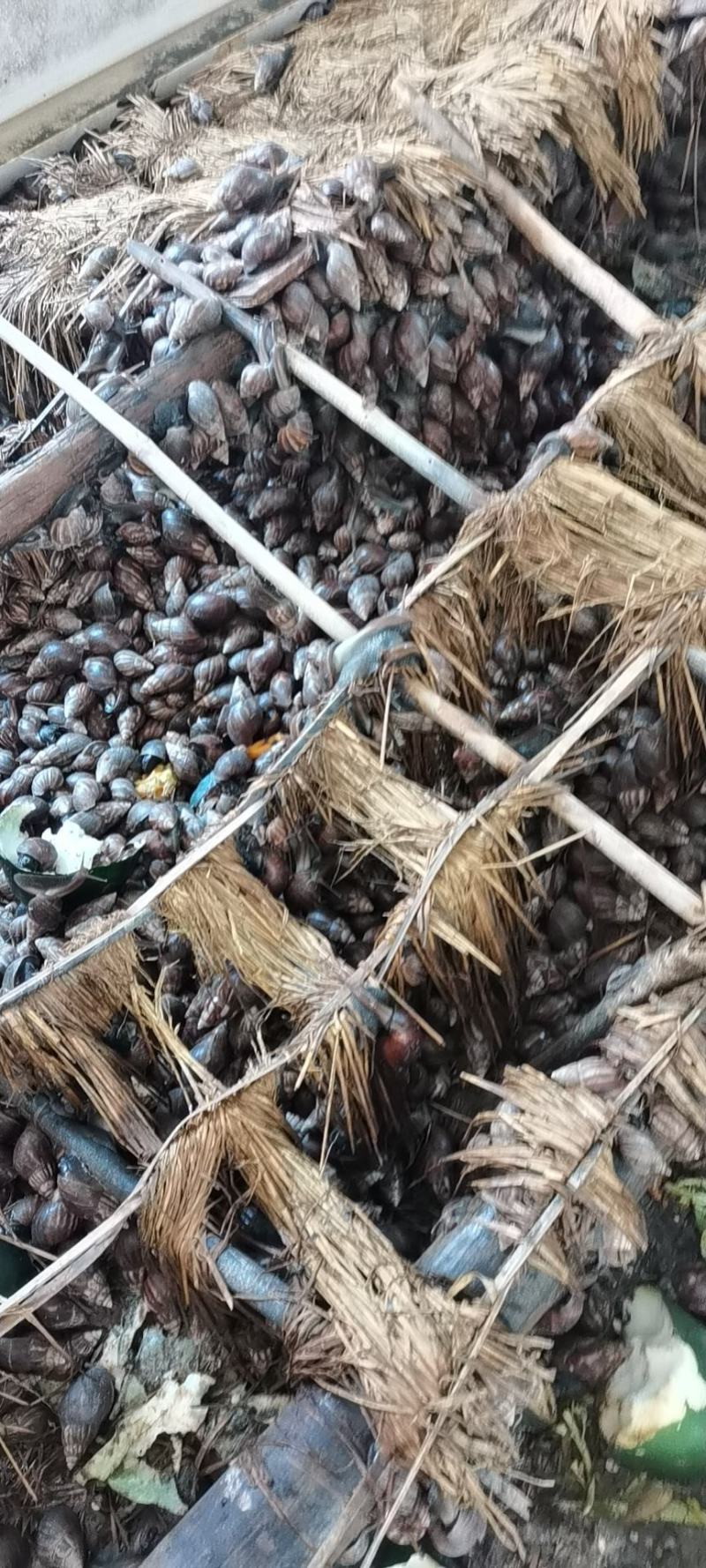 非洲蜗牛
