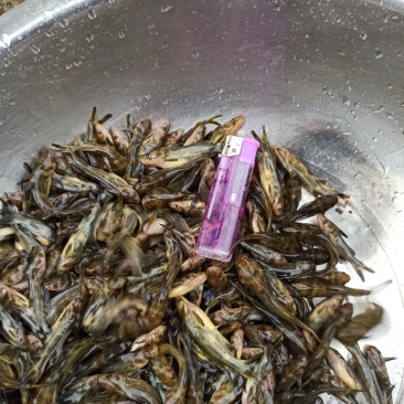 黄颡鱼苗