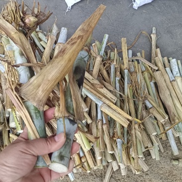 高产量牧草巨菌草种节种植多年生耐低温抗旱能力强