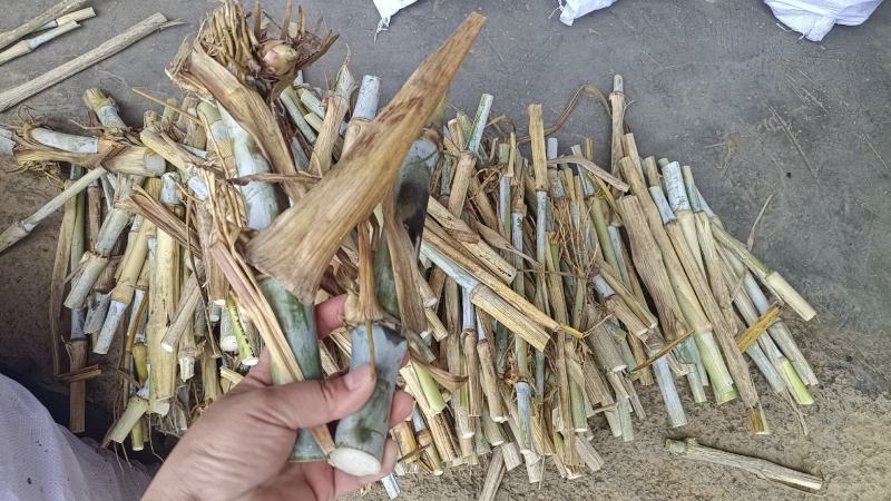 高产量牧草巨菌草种节种植多年生耐低温抗旱能力强
