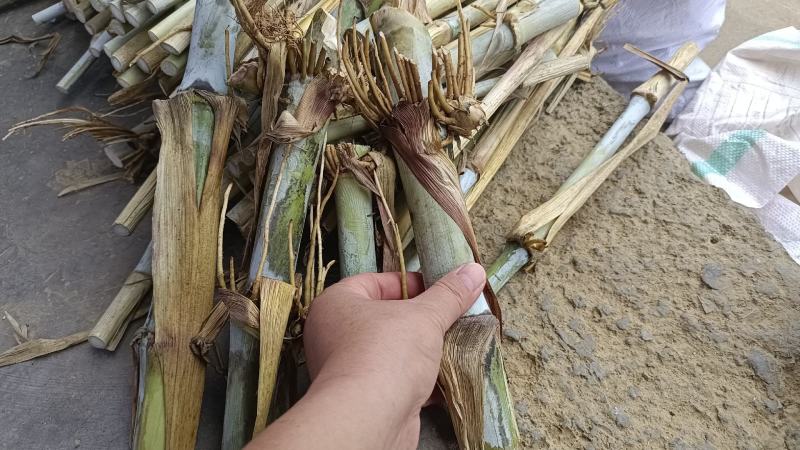 高产量巨菌草多年生牧草四季收割耐低温零下20多度抗旱强工