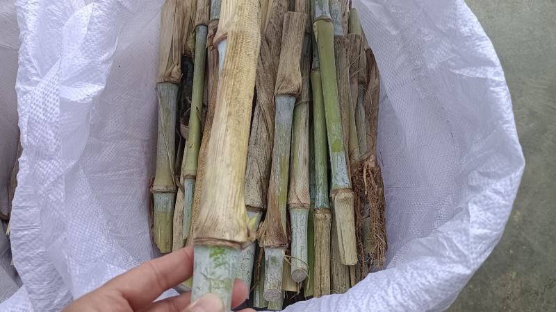高产量巨菌草多年生牧草四季收割耐低温零下20多度抗旱强工