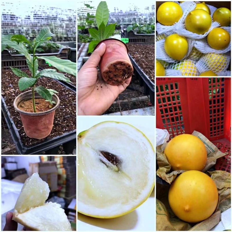 福建黄晶果种子种苗：冬蜜、大金沙大果、白晶种苗