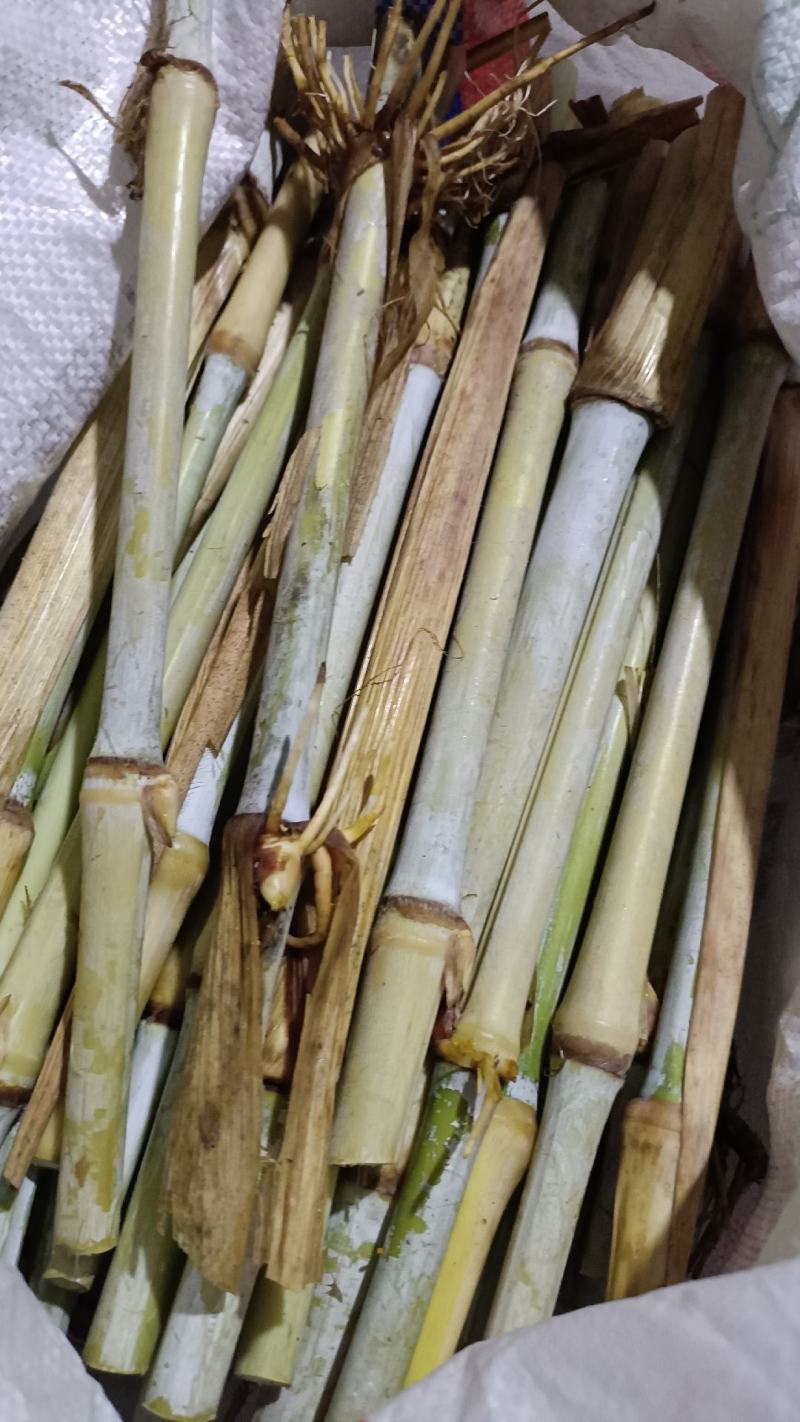 高产量牧草巨菌草种节种植多年生耐低温抗旱能力强