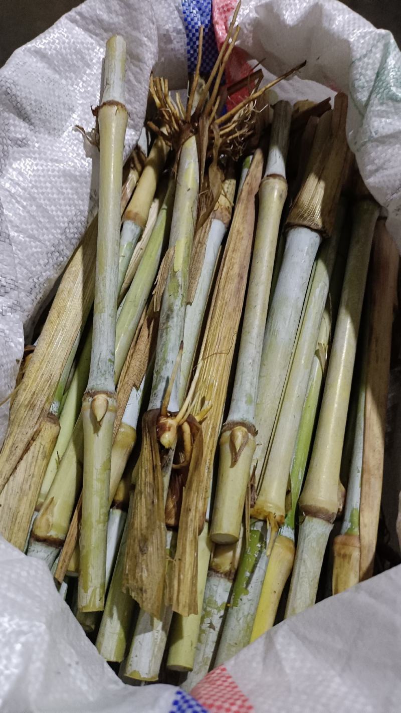 高产量牧草巨菌草种节种植多年生耐低温抗旱能力强
