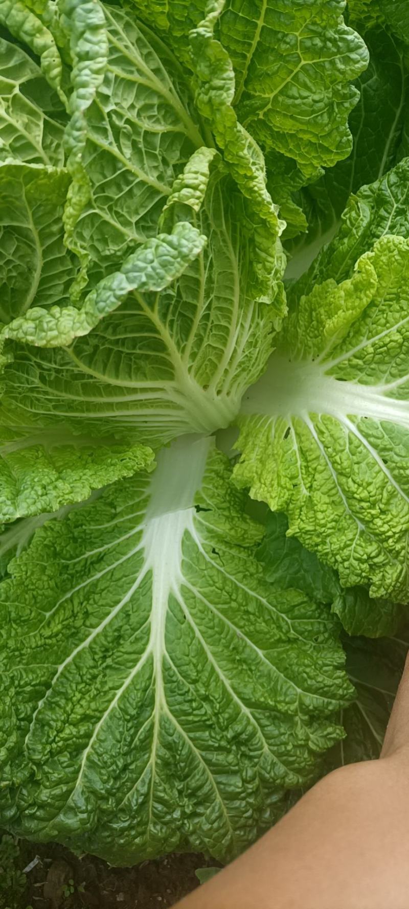 黄心白菜全国发货诚信经营货源充足优质白菜