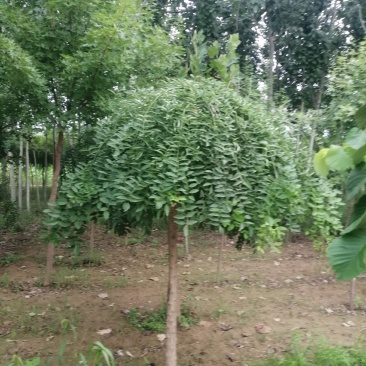 南宫市，龙爪槐2千棵