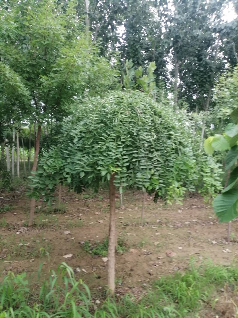 南宫市，龙爪槐2千棵
