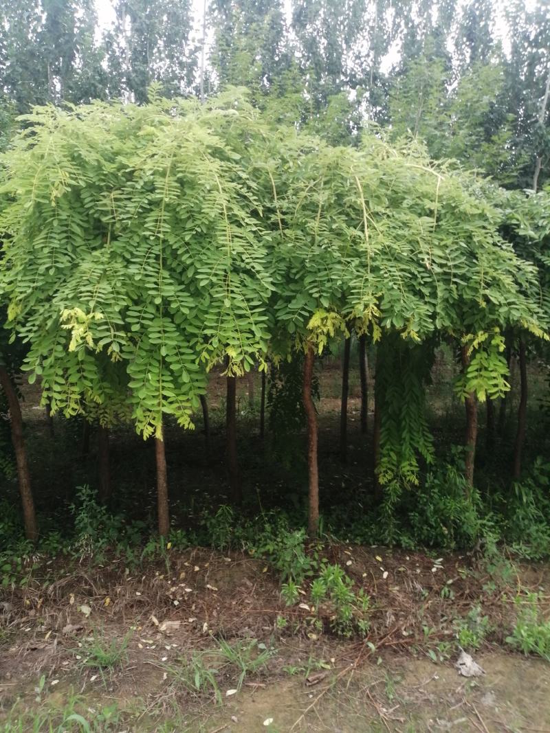 南宫市，龙爪槐2千棵