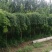 南宫市，龙爪槐2千棵
