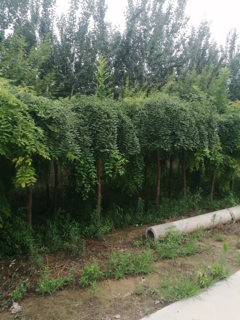 南宫市，龙爪槐2千棵
