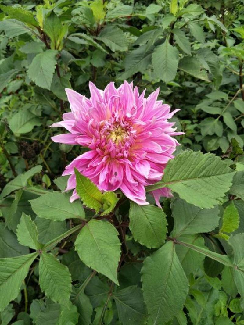 大丽花种子