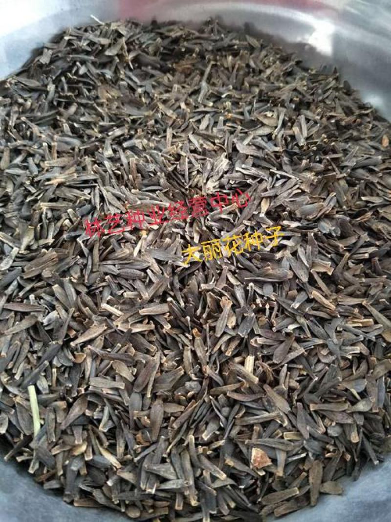 大丽花种子