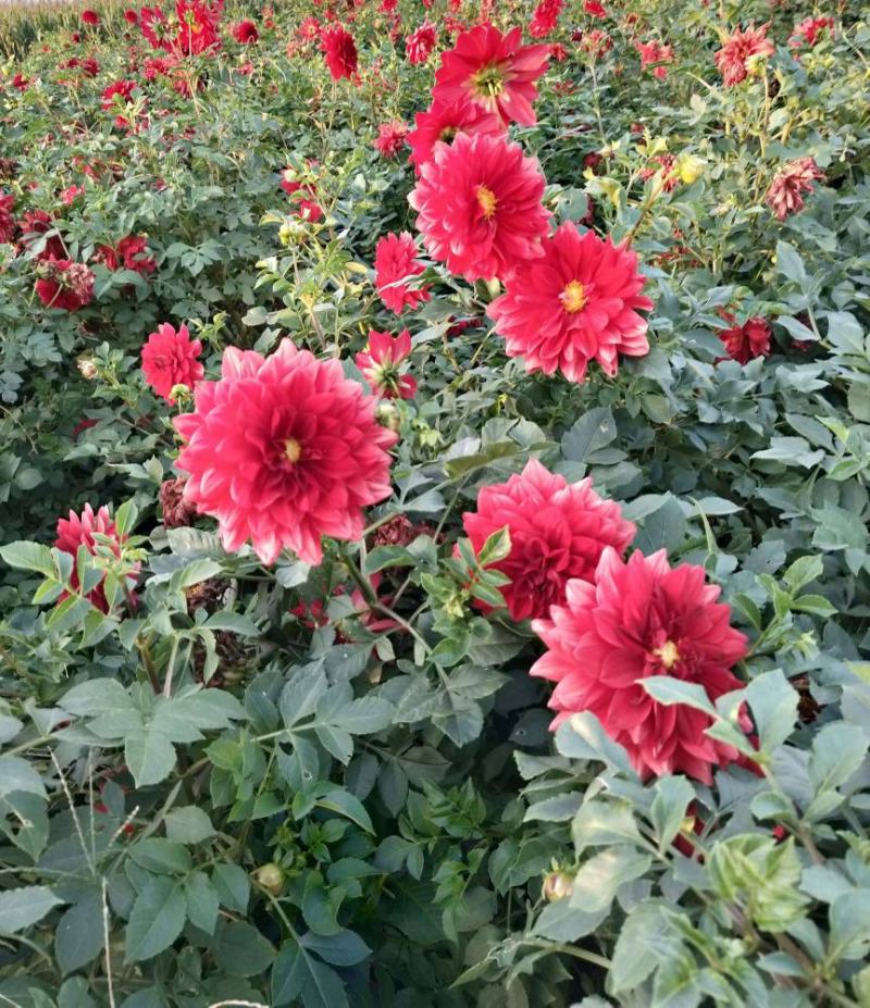 大丽花种子