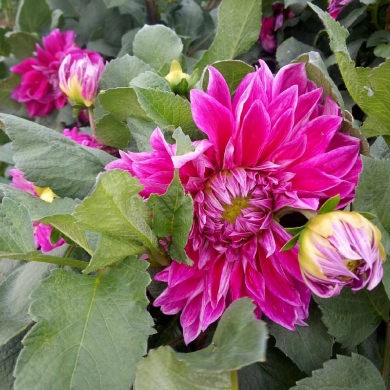 大丽花种子