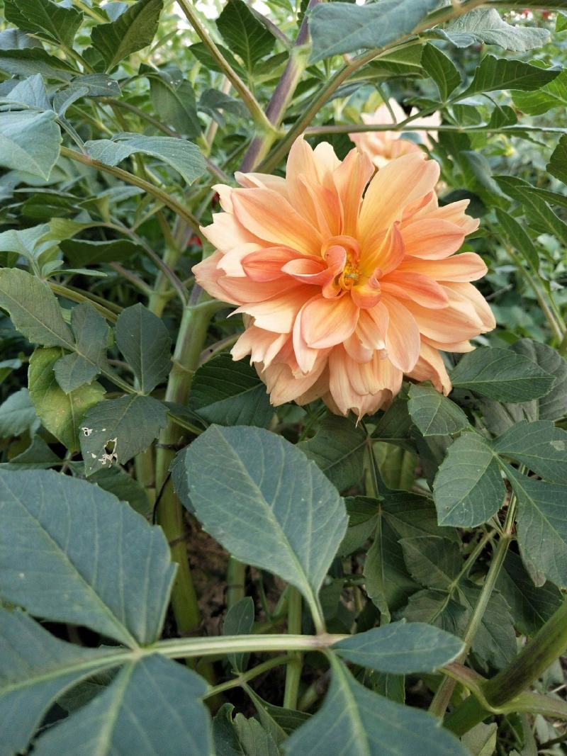 大丽花种子