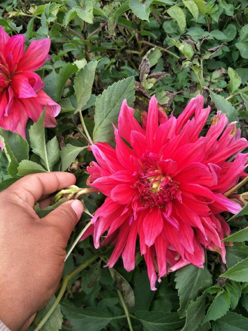 大丽花种子