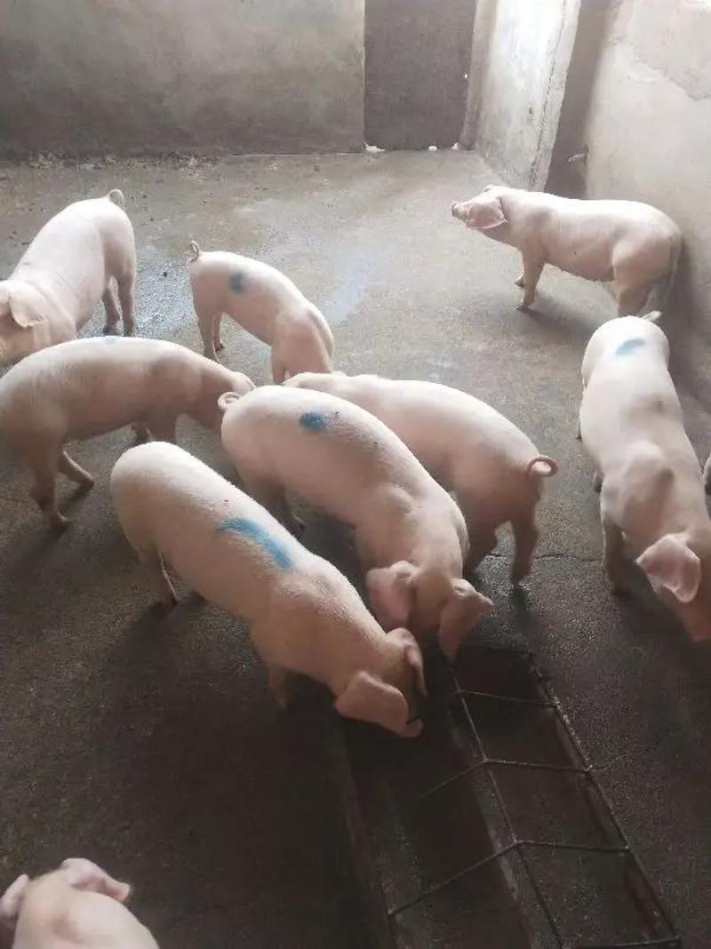 【推荐】常年出售10-50公斤优良三元仔猪可送猪到家