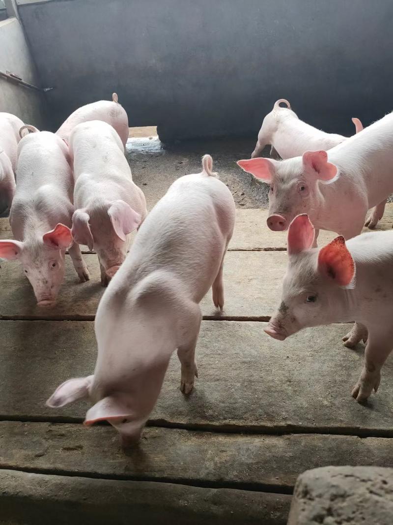 【推荐】常年出售10-50公斤优良三元仔猪可送猪到家