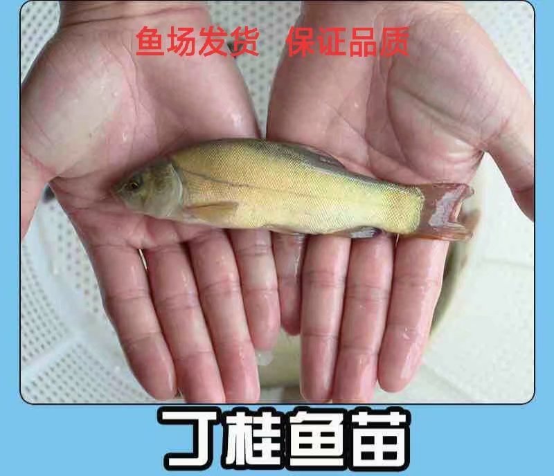 鱼苗常年出售各种名优鱼苗鱼场直供保证品质量大从优