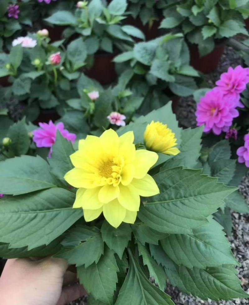 小丽花种子多年生观赏草花种子阳台盆栽庭院绿化春秋季易种花