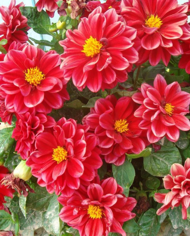 小丽花种子多年生观赏草花种子阳台盆栽庭院绿化春秋季易种花