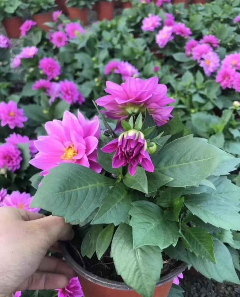 小丽花种子多年生观赏草花种子阳台盆栽庭院绿化春秋季易种花