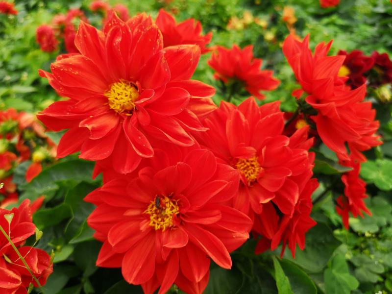 小丽花种子多年生观赏草花种子阳台盆栽庭院绿化春秋季易种花