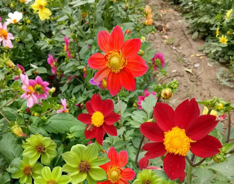 小丽花种子多年生观赏草花种子阳台盆栽庭院绿化春秋季易种花