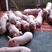 【猪场】进源养猪场常年供应15-50公斤猪苗丨外三元仔猪