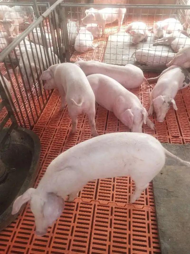 【猪场】进源养猪场常年供应15-50公斤猪苗丨外三元仔猪