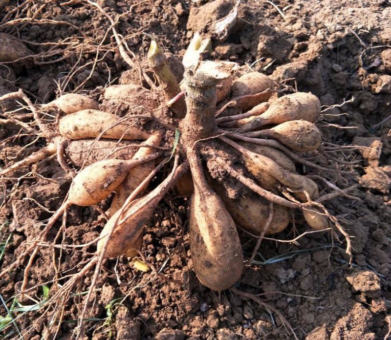小丽花开花种球盆栽绿植花卉重瓣大花阳台庭院客厅四季好养