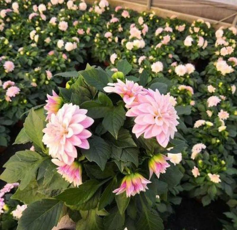 小丽花开花种球盆栽绿植花卉重瓣大花阳台庭院客厅四季好养