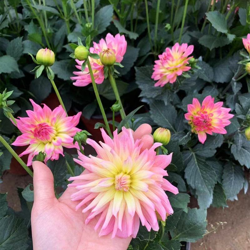 大丽花盆栽花卉带花苞发货花期长植物多年生花卉庭院