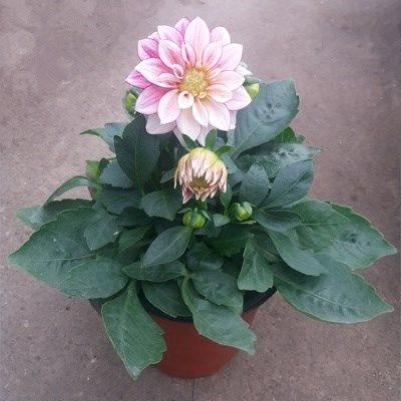 大丽花盆栽花卉带花苞发货花期长植物多年生花卉庭院