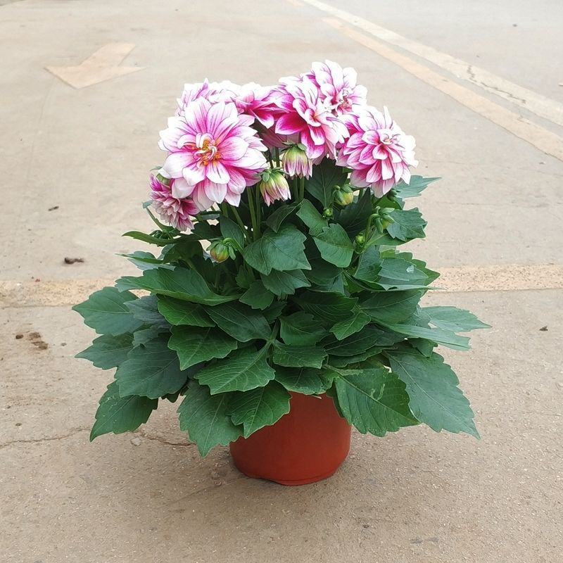 大丽花盆栽花卉带花苞发货花期长植物多年生花卉庭院