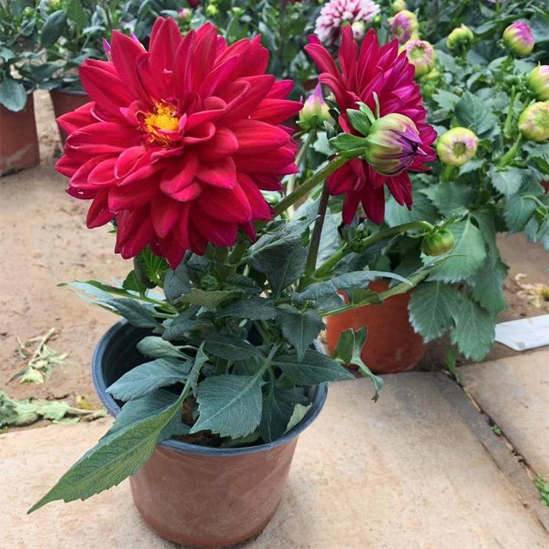 大丽花盆栽花卉带花苞发货花期长植物多年生花卉庭院
