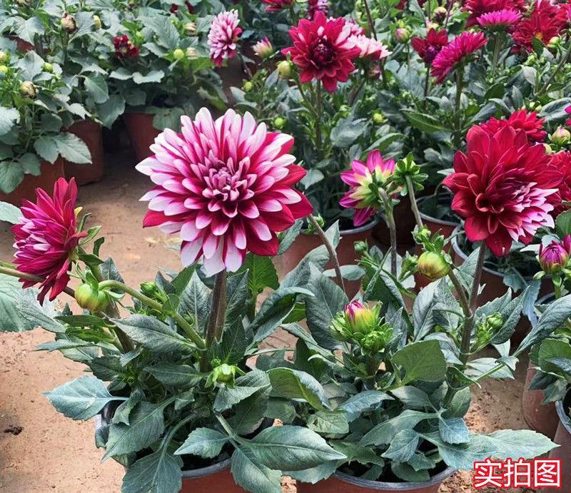 大丽花盆栽花卉带花苞发货花期长植物多年生花卉庭院